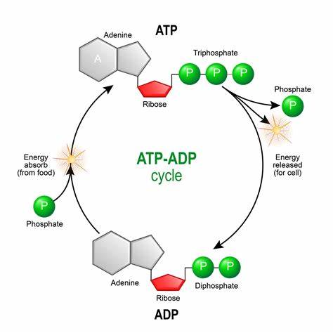 ATP molekul