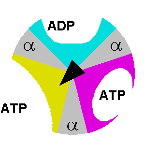 ATP Synthase